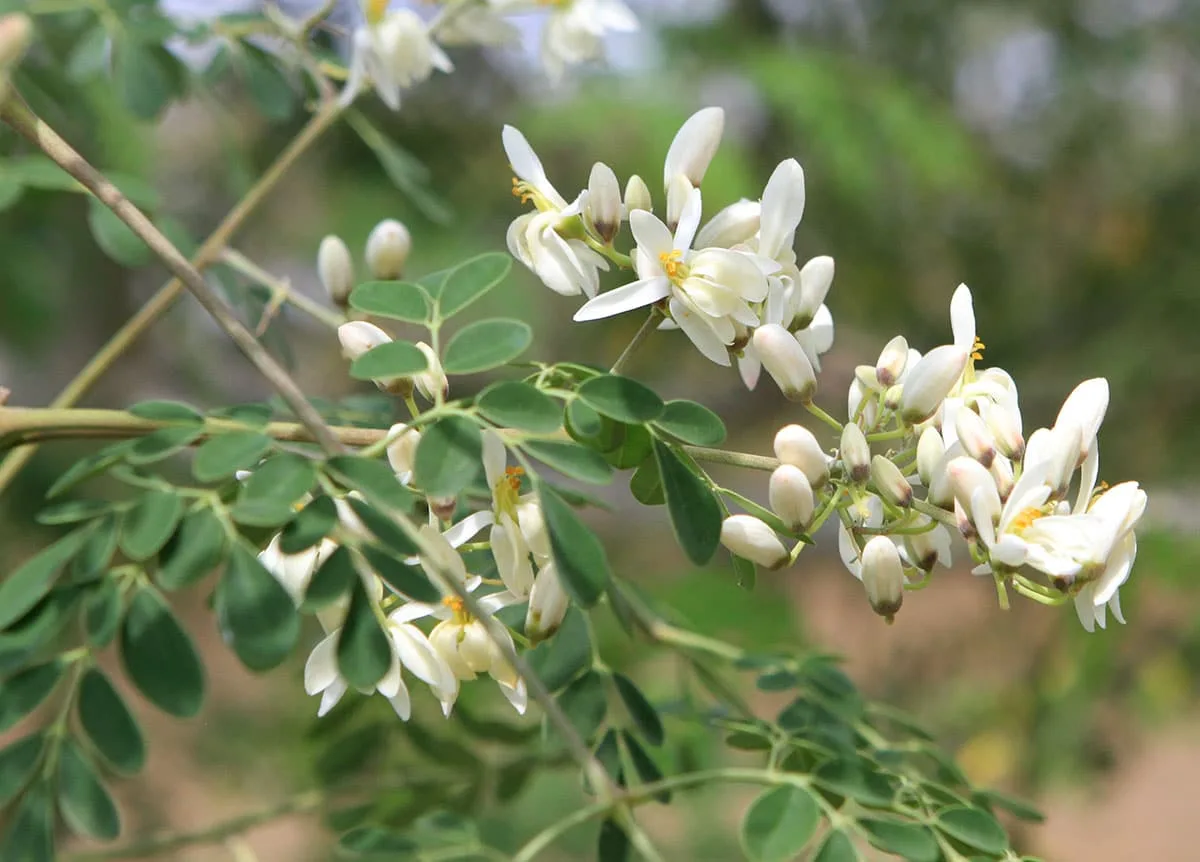 Moringa flowers growing on the organic farm